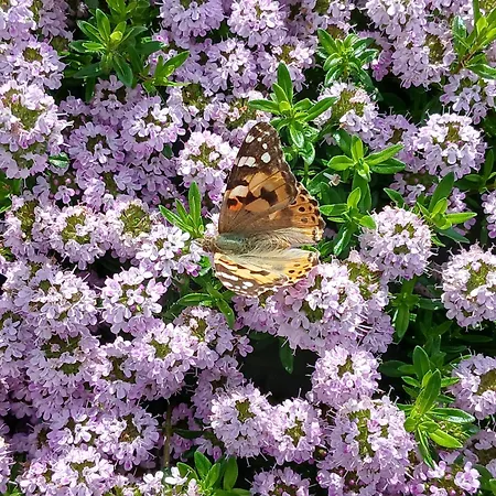 La Grange De Noelie Oda ve Kahvaltı